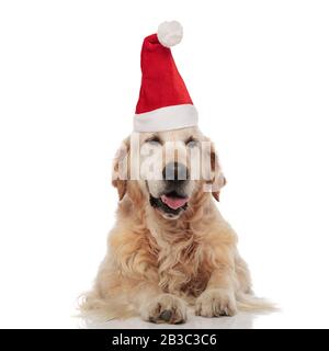 Entspannter weihnachtsmann Golden Retriever feiert weihnachten, indem er sata claus roten Hut auf weißem Hintergrund trägt Stockfoto