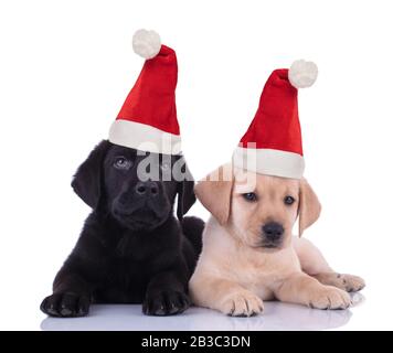 weihnachtsmann Labrador vergeliebt Welpen nebeneinander auf weißem Hintergrund Stockfoto