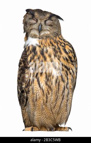 Eule Napping isoliert auf weißem Hintergrund ( Bubo Bubo ) Stockfoto