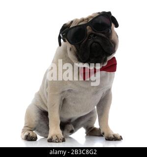 Mutiger PUG, der Sonnenbrille und eine rote Bowtie trägt, während er auf weißem Studiohintergrund sitzt Stockfoto