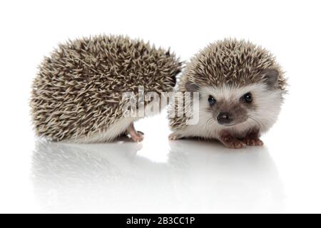 Zwei afrikanische Igel stehen nebeneinander, isoliert auf weißem Grund Stockfoto