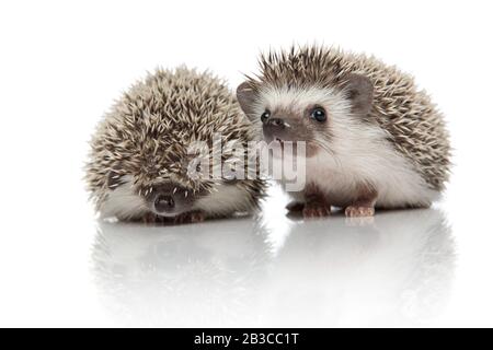 Zwei afrikanische Igel stehen nebeneinander, isoliert auf weißem Hintergrund im Studio Stockfoto