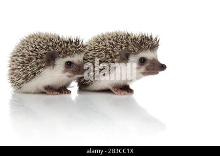 Zwei Igel, die einen vor dem anderen sitzend, nebeneinander schauend, isoliert auf weißem Hintergrund im Studio Stockfoto