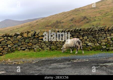 Oben auf der Kampfbahn, auf der Strecke nach Ambleside von ullswater Stockfoto