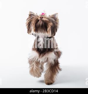 Süßer Hund mit einem rosafarbenen Bogen auf weißem Hintergrund. Yorkshire Terrier. Stockfoto