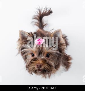 Süßer Hund mit einem rosafarbenen Bogen auf weißem Hintergrund. Yorkshire Terrier. Stockfoto