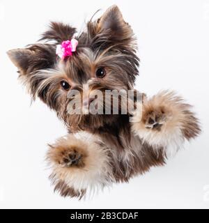 Süßer Hund mit einem rosafarbenen Bogen auf weißem Hintergrund. Yorkshire Terrier. Stockfoto