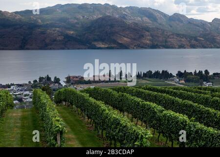 Weinberg mit Blick auf eine Unterabteilung Okanagan Lake Kelowna British Columbia Kanada im Sommer Stockfoto