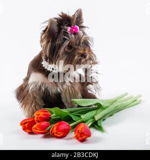 Süßer Welpe neben einem Blumenstrauß. Yorkshire Terrier auf weißem Hintergrund. Stockfoto