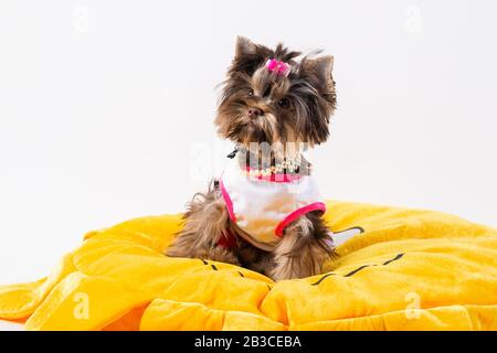 Süßer Welpe, der auf einem gelben Kissen sitzt. Yorkshire Terrier. Stockfoto