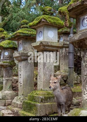 Japanische Steinlaternen mit Moos bedeckt in Nara, Japan. Stockfoto