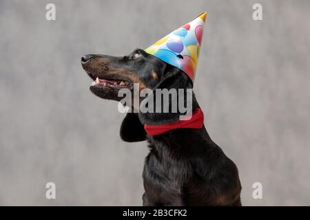 Nahaufnahme eines hübschen Teckel-Welpen-Hundes mit Geburtstagshut, der mit großen Augen beiseite blickt und vor grauem Studiohintergrund aufdringlich ist