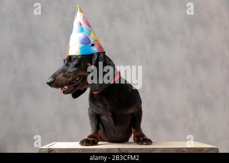 Kleiner Leckelpuppenhund mit Geburtstagshut auf Holzbrett sitzend und aufdringlich vor grauem Studiohintergrund beiseite blickend Stockfoto