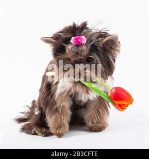 Der niedliche Welpe hält eine Blume in den Zähnen. Yorkshire Terrier auf weißem Hintergrund. Stockfoto