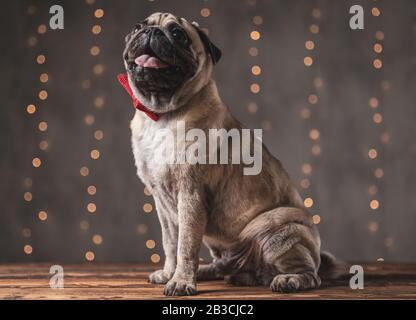 Seitenansicht eines kleinen Pughundes mit roter Bowtie sitzend und auf grauem Hintergrund Stockfoto