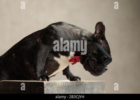 Seitenansicht einer eleganten französischen Bulldogge mit roter Bowtie sitzend und versteckt seine traurigen Augen hinter der Sonnenbrille auf grauem Hintergrund Stockfoto