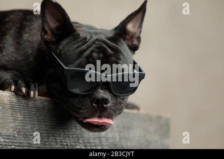Badass french Bulldog trägt eine Sonnenbrille, die unten liegt und die Zunge auf grauem Hintergrund ausgesetzt ist Stockfoto