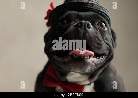 Nahaufnahme eines adligen französischen Bulldoggen, der Hut trägt und auf grauem Hintergrund aufblickt Stockfoto