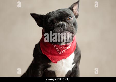 Gruseliger französischer Bulldog, der rote Bandana sitzend trägt und die Kamera auf grauem Hintergrund anstarrt Stockfoto