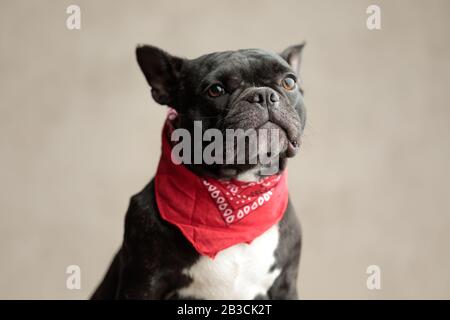 Gruseliger französischer Bulldogge mit rotem Bandana sitzend und Blick auf grauen Hintergrund Stockfoto