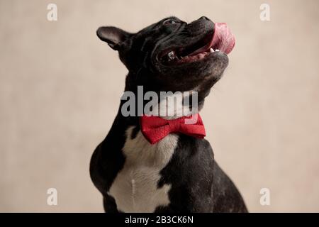 Hungriger französischer Bulldog mit rotem Bowtie, der auf grauem Hintergrund nach Essen strebt Stockfoto