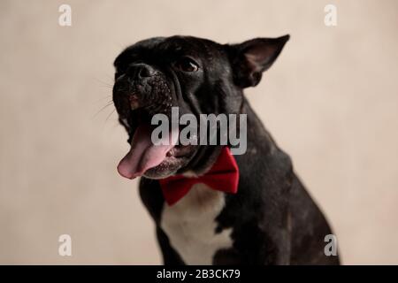 Müde französische Bulldogge mit roter Bowtie sitzend und gähnend auf grauem Hintergrund Stockfoto