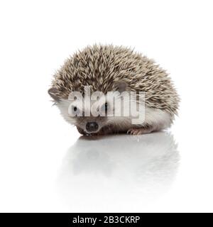 Neugierig Igel schnüffeln und sitzen isoliert auf weißem Hintergrund, voller Körper Stockfoto