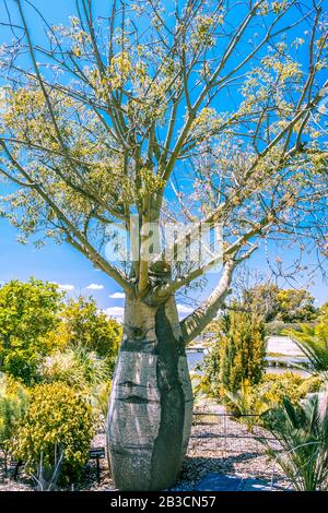 Flaschenbaum in Queensland im Garten gegen blauen Himmel in Australien Stockfoto