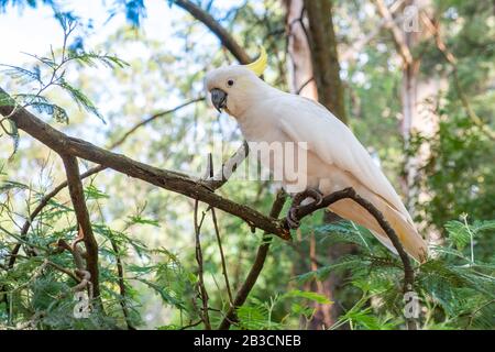 Großer weißer Papagei im Wald auf verschwommenem Hintergrund in der Nähe Stockfoto