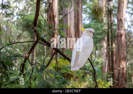 Schwefel krebtes Kakadus, das auf Baumzweigen vor unscharfem Waldhintergrund in Australien percht Stockfoto