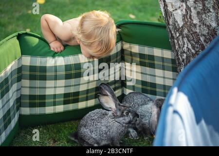 Süßer liebenswürdiger neugieriger kaukasischer blonder Kleinkind Junge machen Mattenzaun für Kaninchen und schauen Entdecken Sie häusliches Tierleben. Lustige Kinder füttern und nehmen Stockfoto