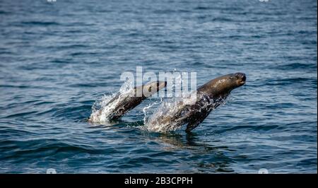 Robben schwimmen und springen aus dem Wasser. Spring Cape Felldichtung. Wissenschaftlicher Name: Arctocephalus pusillus pusillus. Südafrika. Stockfoto