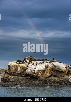 Robben und Kormorane auf der felsigen Insel. Stürmisches Wetter, Wolkenhimmel mit Regenbogen. Südafrika. Stockfoto