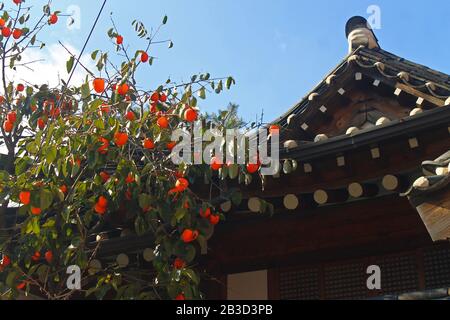 Die Pagode und die orangefarbenen Persifonen in Seoul Stockfoto