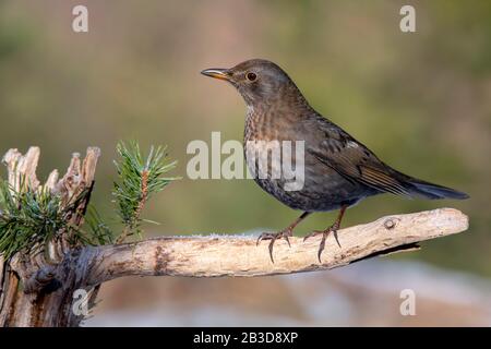 Blackbird (Turdus merula), weiblich, auf einem Zweig sitzend, Tyrol, Österreich Stockfoto