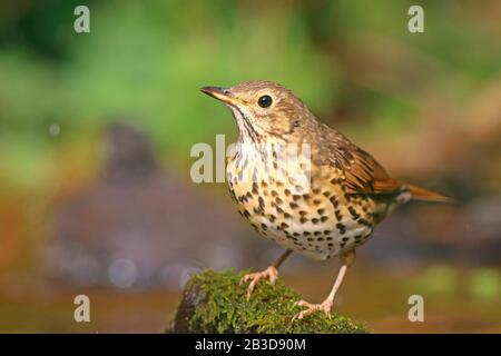 Song Thrush (Turdus philomelos) sitzend auf Moos, Hessen, Deutschland Stockfoto