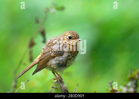 Junger europäischer Robin (Erithacus rubecula), Jungvogel auf einem Zweig, Hessen, Deutschland Stockfoto