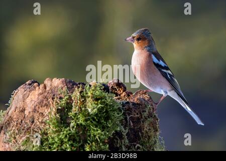 Gemeines Chaffinch (Fringilla-Koelebs) auf einem Baumstumpf sitzend, männliches Tier, Tyrol, Österreich Stockfoto