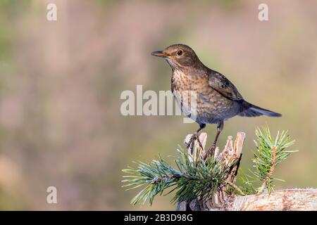 Amsel (Turdus Merula), Weiblich, Tirol, Österreich Stockfoto