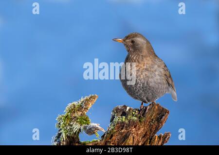 Blackbird (Turdus merula), weiblich, auf einem Baumstumpf sitzend, Tyrol, Österreich Stockfoto