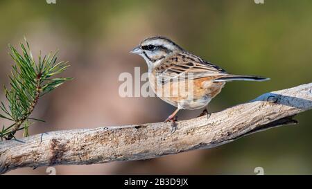 Rock Bunting (Emberiza cia), sitzt auf einer Filiale in Tyrol, Österreich Stockfoto