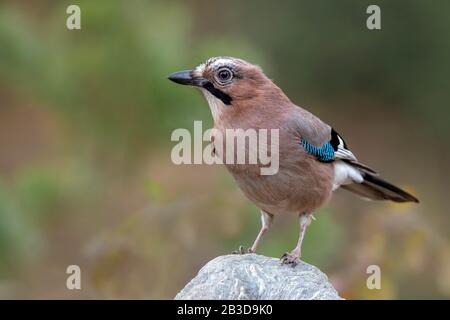 Eurasischer jay (Garrulus glandarius), auf einem Stein sitzend, Tyrol, Österreich Stockfoto