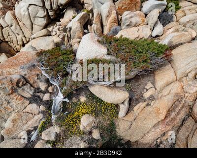 Windgeformter Wacholderbaum (Juniperus), der zwischen Felsen wächst, windgepeitschter Baum, Sardinien, Italien Stockfoto