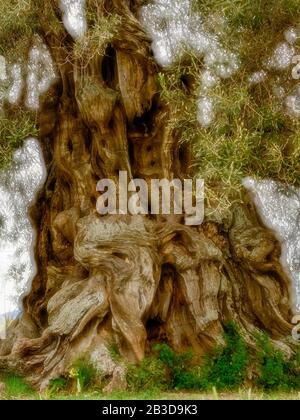 Baumstamm eines alten Olivenbaums (Olea europaea), Sardinien, Italien Stockfoto