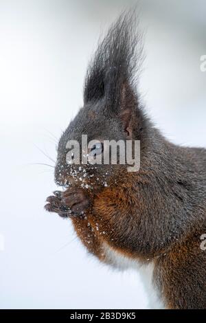 Eurasisches Rothörnchen (Sciurus vulgaris), dunkle Phase, isst in Schnee, Porträt, Tyrol, Österreich Stockfoto