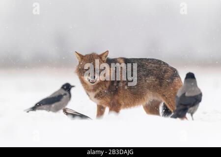 Goldener Schakal (Canis aureus), in verschneiten Landschaften, Serbien Stockfoto