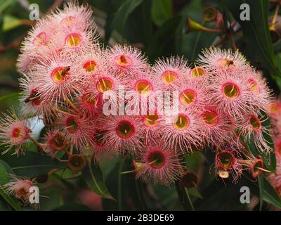 Honigbienen Sammeln Pollen Von Strahlenden Pink-Eukalyptus-Blumen Mit Üppigen Grünen Gelb-Blättern. Stockfoto