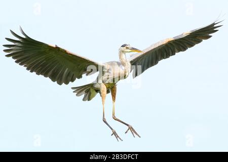 Great Blue Heron im Flug Stockfoto