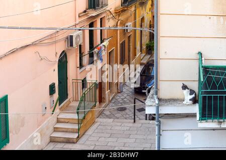 Eine grau-weiße Tabbykatze sitzt auf einem Vorsprung vor einem Balkon in einem Wohnviertel einer italienischen Stadt. Stockfoto