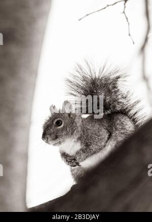 Gleithörnchen in einer Filiale, Montreal, Kanada Stockfoto